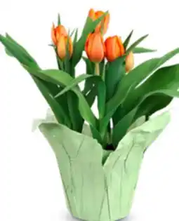Target Good Little Garden 6 potted tulip offer