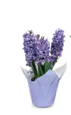 Target Good Little Garden 6 hyacinth offer