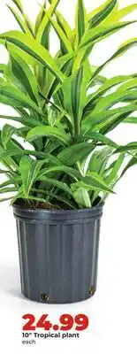 Hy-Vee 10 Tropical plant offer
