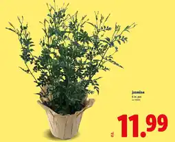 Lidl jasmine offer