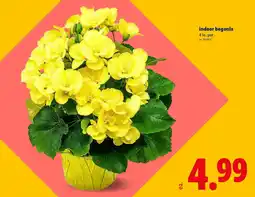 Lidl indoor begonia offer