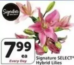 Albertsons Hybrid Lilies offer
