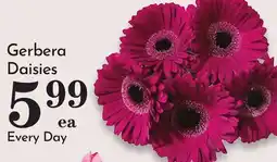 Pavilions Gerbera Daisies offer