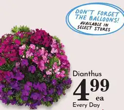 Pavilions Dianthus offer