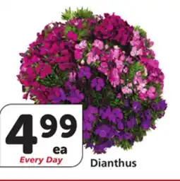 Albertsons Dianthus offer