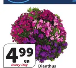 Vons Dianthus offer