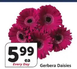 Vons Gerbera Daisies offer