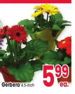 Jewel-Osco Gerbera offer