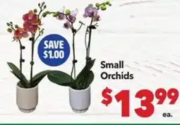 Vallarta Supermarkets Small Orchids offer