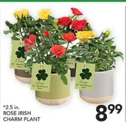 Pete's Fresh Market ROSE IRISH CHARM PLANT offer