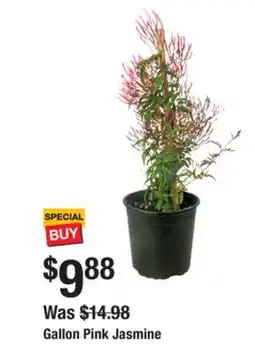 The Home Depot Gallon Pink Jasmine offer