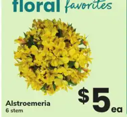 ACME Alstroemeria offer