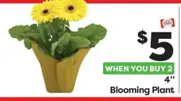 Weis Markets 4 Blooming Plant offer