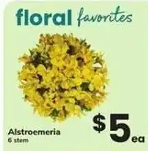 Safeway Alstroemeria offer