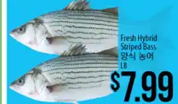 Hmart Fresh Hybrid Striped Bass offer