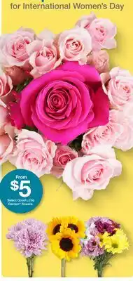 Target Select Good Little Garden Flowers offer