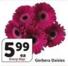 Albertsons Gerbera Daisies offer