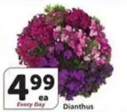 Albertsons Dianthus offer