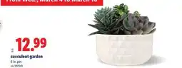 Lidl succulent garden offer