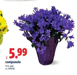 Lidl campanula offer