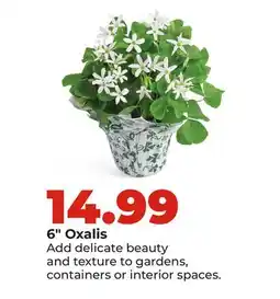 Hy-Vee 6 Oxalis offer