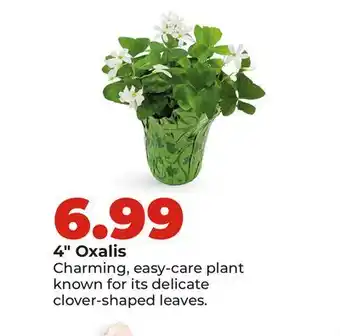 Hy-Vee 4 Oxalis offer