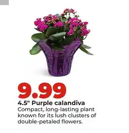 Hy-Vee 4.5 Purple calandiva offer