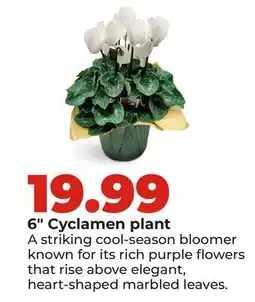Hy-Vee 6 Cyclamen plant offer