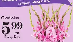 Pavilions Gladiolus offer