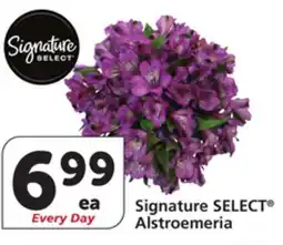 Albertsons Signature SELECT Alstroemeria offer