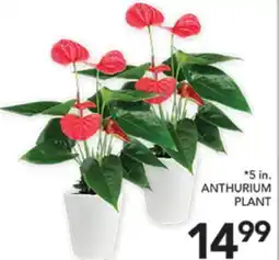 Pete's Fresh Market 5 in. ANTHURIUM PLANT offer