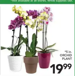Pete's Fresh Market ORCHID PLANT offer