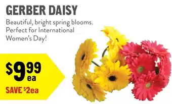 New Seasons Market Gerber daisy offer