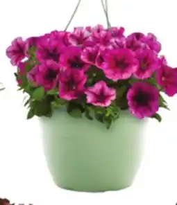 Lowe's Select 1.5-GAL Annuals Hanging Baskets offer