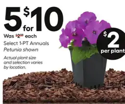 Lowe's Select 1-PT Annuals Petunia offer