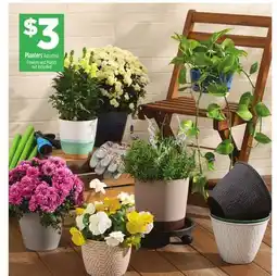 Dollar General Planters offer