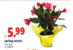 Lidl spring cactus offer