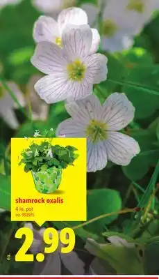Lidl shamrock oxalis offer