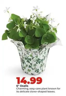 Hy-Vee 6 Oxalis offer