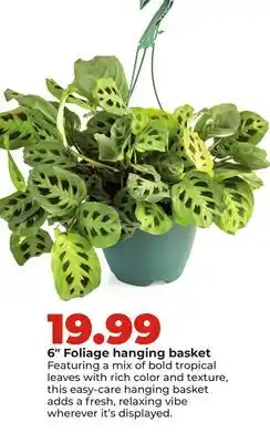 Hy-Vee 6 Foliage hanging basket offer