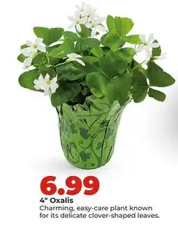 Hy-Vee 4 Oxalis offer