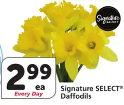 Albertsons Signature SELECT Daffodils offer