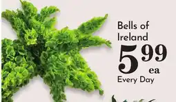 Pavilions Bells of Ireland offer