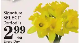 Pavilions Signature SELECT Daffodils offer