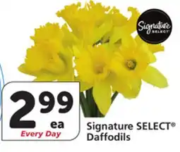 Vons Signature SELECT Daffodils offer