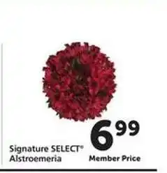 Safeway Signature Select Alstroemeria offer
