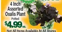 Angelo Caputo's Fresh Market 4 Inch Assorted Oxalis Plant offer