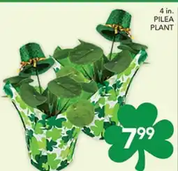 Pete's Fresh Market 4 in. PILEA PLANT offer