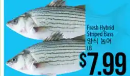 Hmart Fresh Hybrid Striped Bass offer