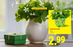 Lidl Shamrock oxalis offer
